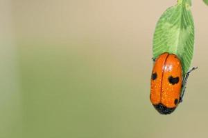 Wet Ladybug macro on brown background photo