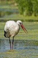 Stork portrait while eating a fish photo