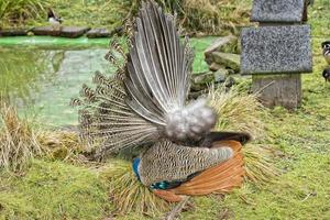 peacock bird wonderful feather open wheel portrait photo
