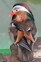 mandarin duck on the green water background photo