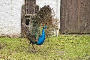 peacock bird wonderful feather open wheel portrait photo