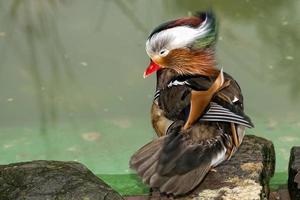 Pato mandarín aislado en el fondo de agua verde foto