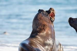 sea lion on the beach in Patagonia photo