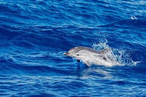 Dolphins while jumping in the deep blue sea photo