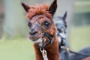 retrato de alpaca marrón foto