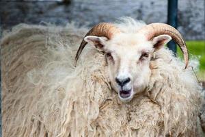 A big white ram sheep with long horns looking at you close up photo