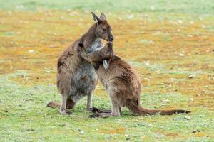 Kangaroo mother while kissing newborn son photo