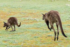 Kangaroo portrait while jumping on grass photo