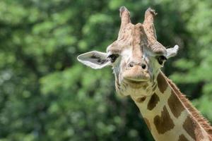 Isolated giraffe close up portrait while looking at you from house photo