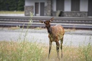 elk deers near railway station in Rocky Mountains photo