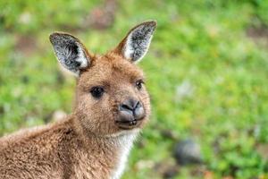 Puzzled kangaroo portrait close up portrait photo