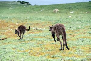 Kangaroo portrait while jumping on grass photo