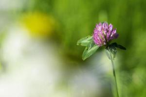 Close-up view of clover flower photo