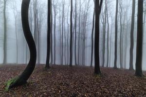 Autumn beech forest photo