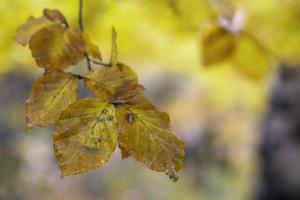 Autumn leaves on the branch photo