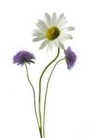 Blooming daisy flower and Scabiosa columbaria photo