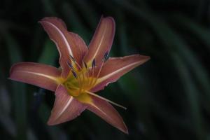 Close-up view of one blooming lily flower photo