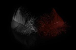 Close-up view of two colored feathers photo