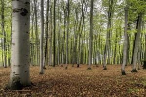 Spring beech forest photo