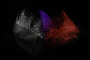 Close-up view of three colored feathers photo