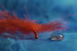 Macro view of red feather photo