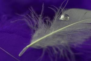 Feather and water drop photo