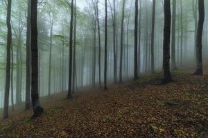 bosque de hayas de primavera foto