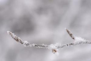 Closeup view of winter snow covered beech twig photo
