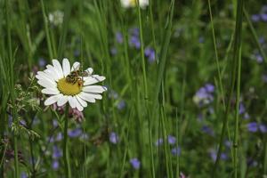 white Daisy flower photo