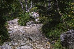 Hiking trail in forest photo