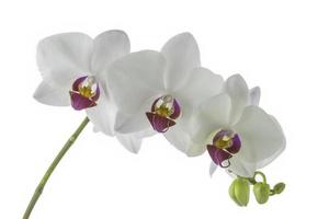 flor de la orquídea blanca foto