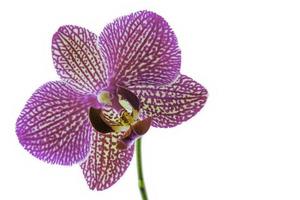 Purple flower orchid photo