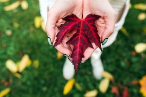 Autumn leaves in hands photo