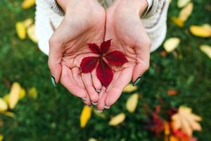 hojas de otoño en las manos foto