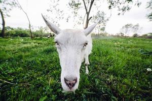 Goat closeup view photo