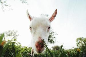 Goat closeup view photo