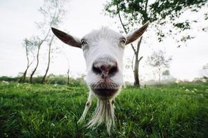 Goat closeup view photo