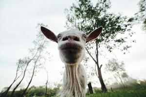 Goat closeup view photo