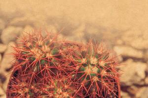 Grusonii rainbow cactus filtered photo