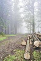 Logs trees in forest photo