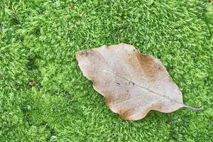 Beech dry leaf photo