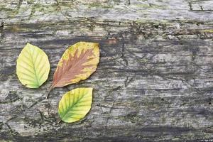 Beech leaves and wood photo