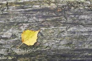 Birch leaves on wood photo