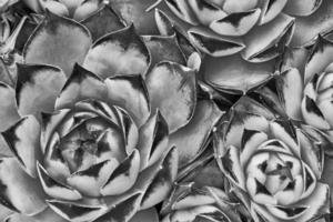 Some of house leek photo
