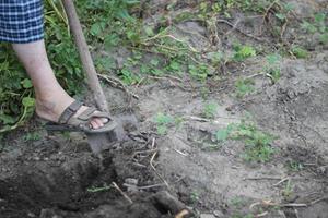 digging up the fruit of a ripe potato with a shovel, harvesting photo