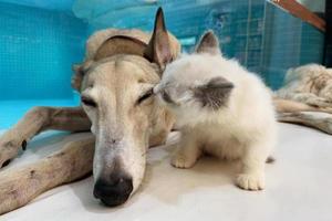 gato y perro juntos en el piso interior. amigos esponjosos. pelo largo gato beso galgo perro foto