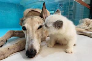 Cat and dog together on floor indoors. Fluffy friends. long hair cat kiss greyhound dog photo