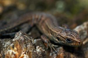 Lizard on the stone photo