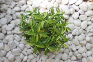 Mini golden rombusa ornamental plant on a white stone background. Selective focus. Nature Background. photo