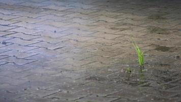 Falling rain drops in a puddle during rainfall on a rainy day in fall and autumn shows wet weather on the street as wet splashes for depression with seamless looping as close-up and low angle view video